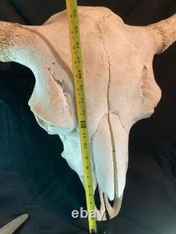 Real, Natural Bison Skull with Horn Caps