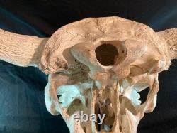 Real, Natural Bison Skull with Horn Caps