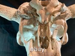 Real, Natural Bison Skull with Horn Caps
