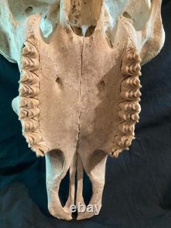 Real, Natural Bison Skull with Horn Caps