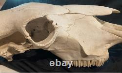 Real, Natural Bison Skull with Horn Caps