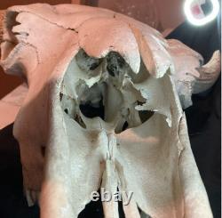 Real, Natural Bison Skull with Horn Caps