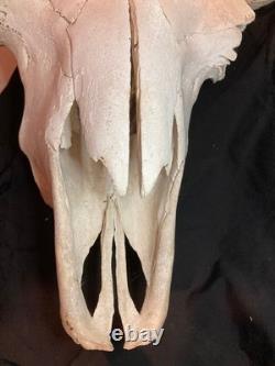 Real, Natural Bison Skull with Horn Caps