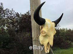 Real Old School Buffalo Skull Horns Bison Head Bone Teeth Heavy Weight 29 Bull