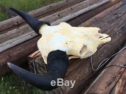 Real Old School Buffalo Skull Horns Bison Head Bone Teeth Heavy Weight 29 Bull
