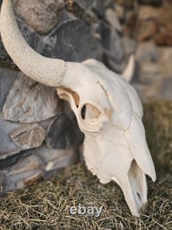 Real Taxidermy Buffalo Bison Large Skull Head