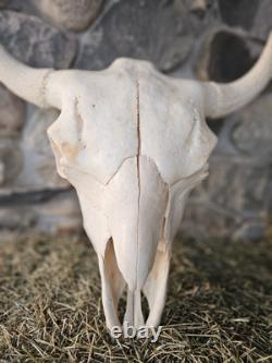 Real Taxidermy Buffalo Bison Large Skull Head