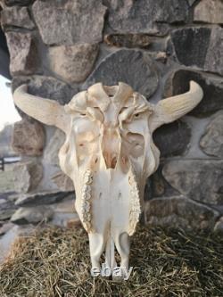 Real Taxidermy Buffalo Bison Large Skull Head