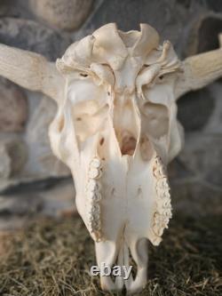 Real Taxidermy Buffalo Bison Large Skull Head