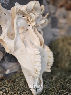 Real Taxidermy Buffalo Bison Large Skull Head