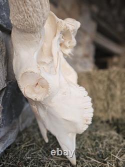 Real Taxidermy Buffalo Bison Large Skull Head