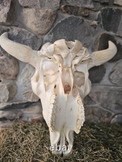 Real Taxidermy Buffalo Bison Large Skull Head