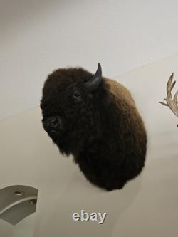 Real Taxidermy Buffalo Bison Large Skull Head