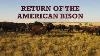 Return Of The American Bison