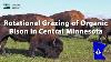 Rotational Grazing Of Organic Bison In Central Minnesota