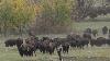 Rounding Up The Country S Largest Bison Herd
