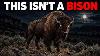 Scientists Just Found Out What America S Bison Actually Are