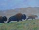 Scott Patton Art Buffalo Stampede Original Western American Bison Painting