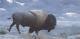 Scott Patton Art First Snow on the Plains Western Wildlife Bison Signed Print