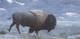 Scott Patton Art First Snow on the Plains Western Wildlife Bison Signed Print