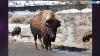 Senators Want Bison To Be National Mammal