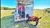 Should We Start Goat Ranching