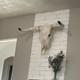 Skeleton Bison Bull Skull Wall Decor Cow Skull Wall Decor LonghornHead Sculpture