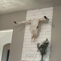 Skeleton Bison Bull Skull Wall Decor Cow Skull Wall Decor LonghornHead Sculpture