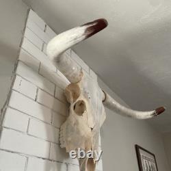 Skeleton Bison Bull Skull Wall Decor Cow Skull Wall Decor LonghornHead Sculpture