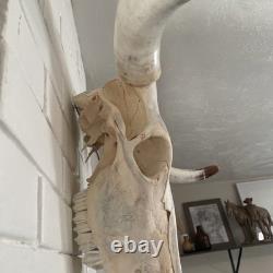 Skeleton Bison Bull Skull Wall Decor Cow Skull Wall Decor LonghornHead Sculpture