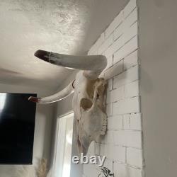 Skeleton Bison Bull Skull Wall Decor Cow Skull Wall Decor LonghornHead Sculpture
