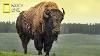 Story Of The American Bison National Geographic Documentary 2023
