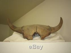 Super bison Skull, fossilized, from the area by Delta, Alaska collected by Cha