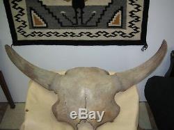 Super bison Skull, fossilized, from the area by Delta, Alaska collected by Cha