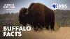 Surprising Facts About Buffalo The American Buffalo A Film By Ken Burns Pbs