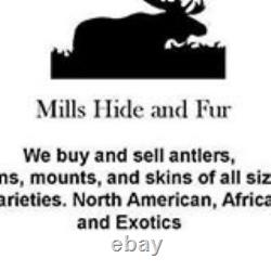 TAXIDERMY Big Old Buffalo/Bison/Skull/Herd Bull/Native American designs-painting