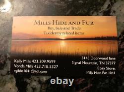 TAXIDERMY Big Old Buffalo/Bison/Skull/Herd Bull/Native American designs-painting