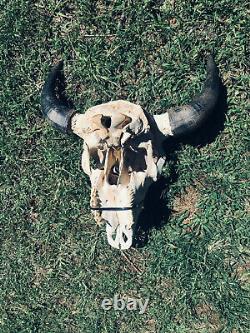 TAXIDERMY Big Old Buffalo/Bison/Skull/Herd Bull/logCabin/SouthWest/Hunting/Lodge