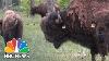 The American Bison Becomes Us National Animal Press Pass Nbc News