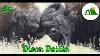 The American Bison Everything You Neeed To Know 4k