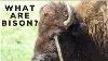 The American Bison Story Ghosts Of The Prairies Episode 1 Bison Documentary