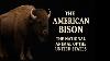 The American Bison The National Animal Of The United States