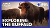 The American Buffalo Exploring The New Documentary From Ken Burns Pbs