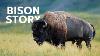 The Great Bisons Of North America