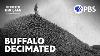 The Largest Destruction Of Animals In Modern History The American Buffalo A Film By Ken Burns