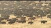 The Most Dangerous Buffalo Roundup In America