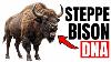 The Origin Of Steppe Bison Was Never What We Thought Dna Finally Revealed The Truth