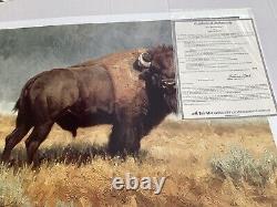 The Plainsman Ryan Skidmore Bison Buffalo Wildlife Animals Ltd Ed. Signed 20x26