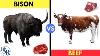 The Shocking Truth About Bison Buffalo Vs Beef Cow By Dr Sam Robbins
