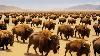 The U S Abandoned Hundreds Of Bison In The Desert 10 Years Later This Happened